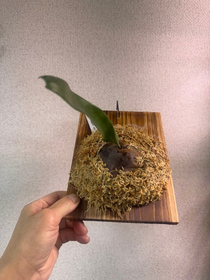 P. 'Ripples' 【波紋】　ビカクシダ　株分け　OC株