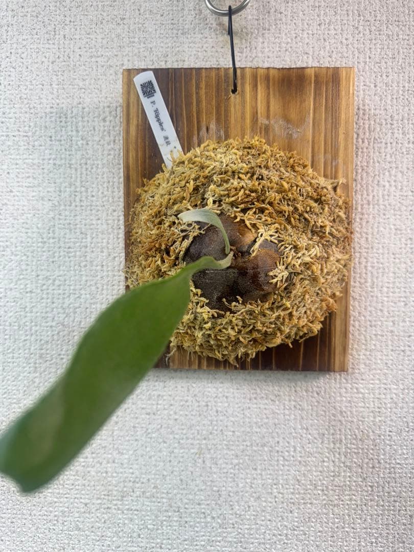 P. 'Ripples' 【波紋】　ビカクシダ　株分け　OC株