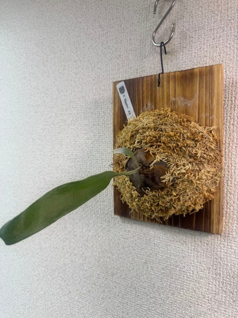 P. 'Ripples' 【波紋】　ビカクシダ　株分け　OC株