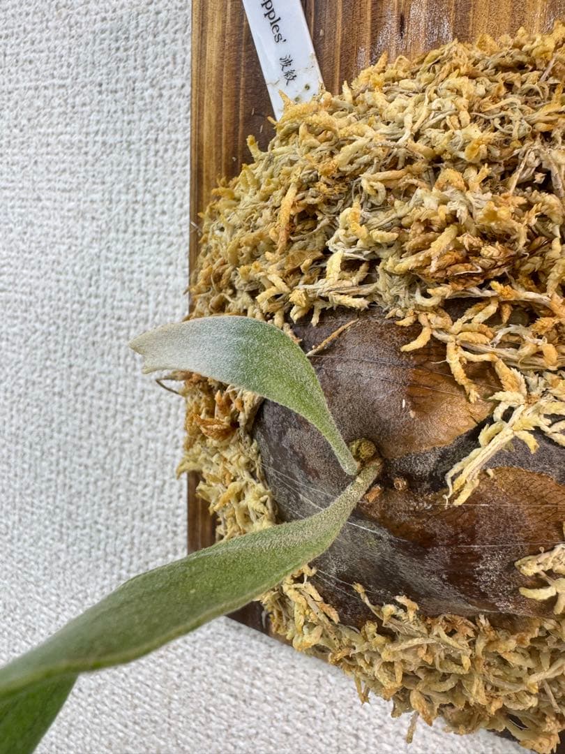 P. 'Ripples' 【波紋】　ビカクシダ　株分け　OC株