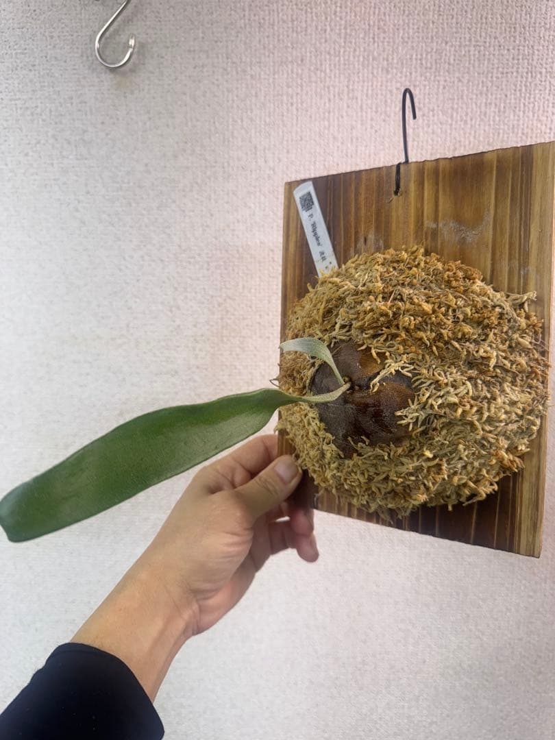 P. 'Ripples' 【波紋】　ビカクシダ　株分け　OC株