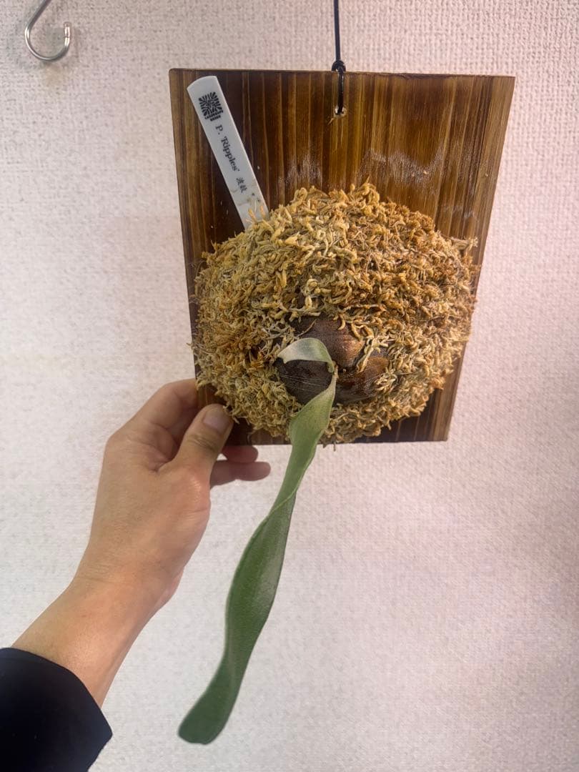 P. 'Ripples' 【波紋】　ビカクシダ　株分け　OC株