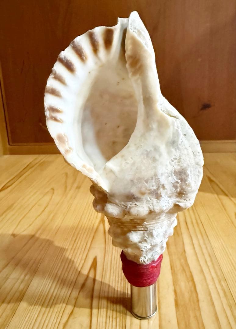 ミニ法螺貝　ほら貝　ホラガイ❣️