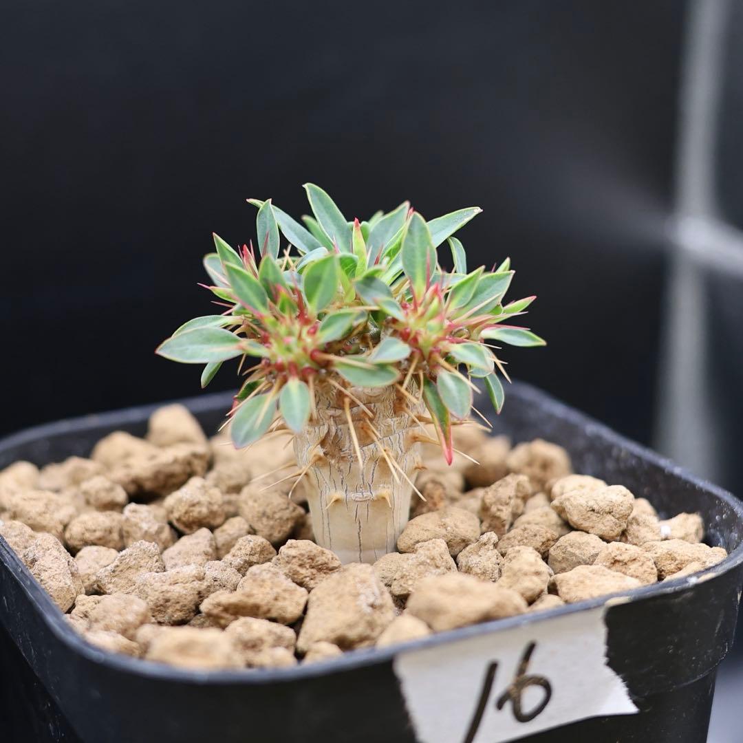 16 ユーフォルビア　ギラウミニアナ　実生　検索→ グラキリス　現地株　現地球