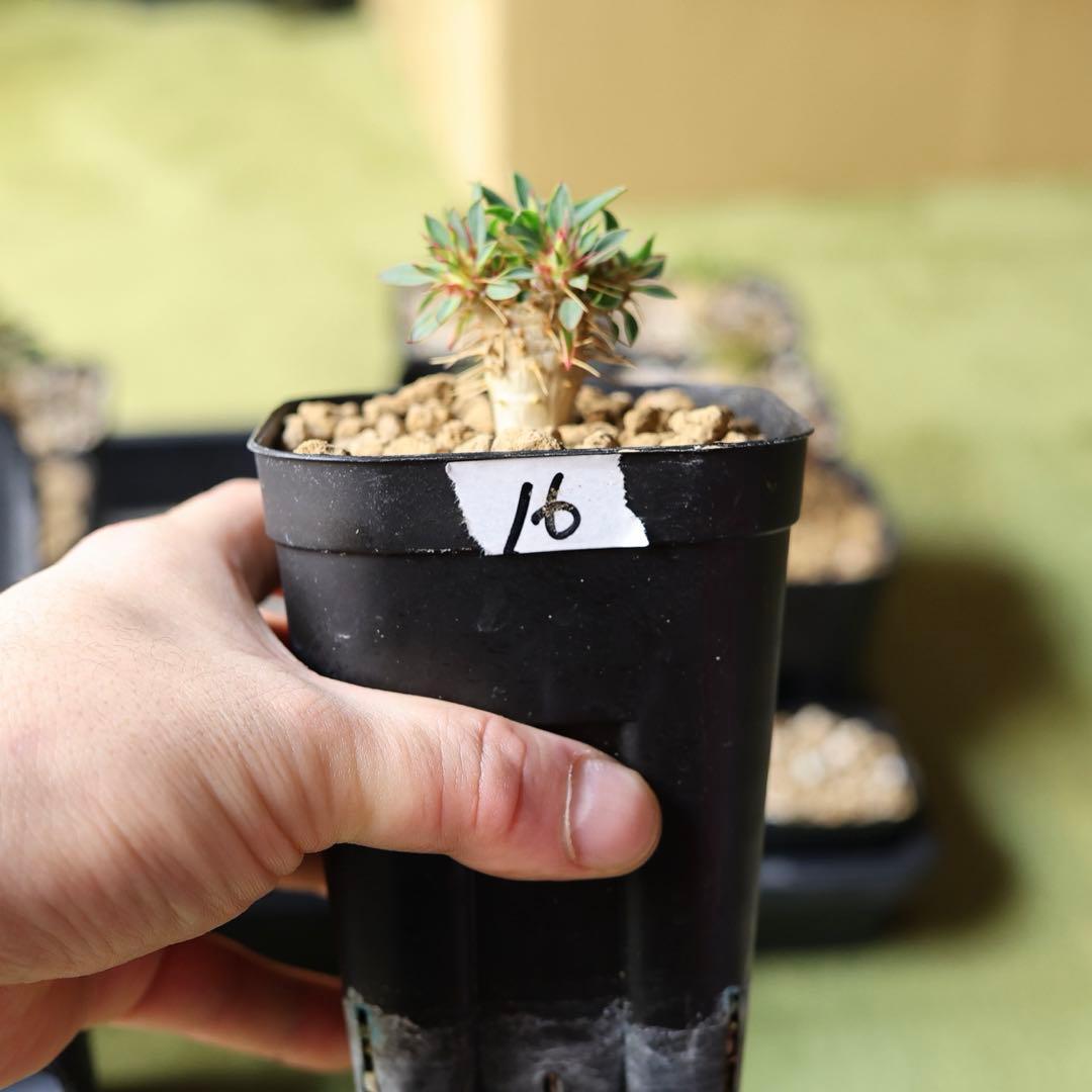 16 ユーフォルビア　ギラウミニアナ　実生　検索→ グラキリス　現地株　現地球