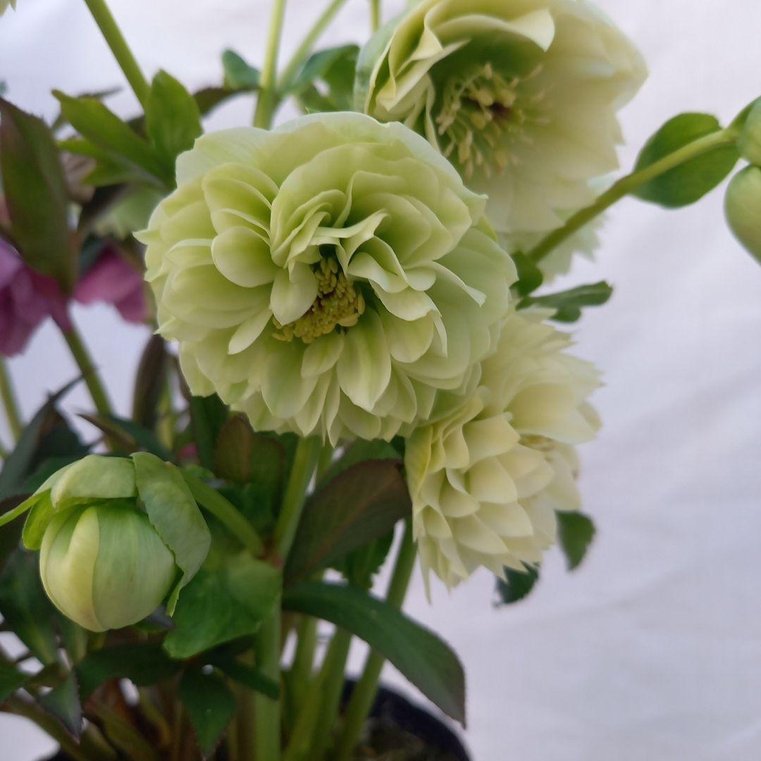 値下げ！春色♪2種植え⭐クリスマスローズ、大苗、開花株