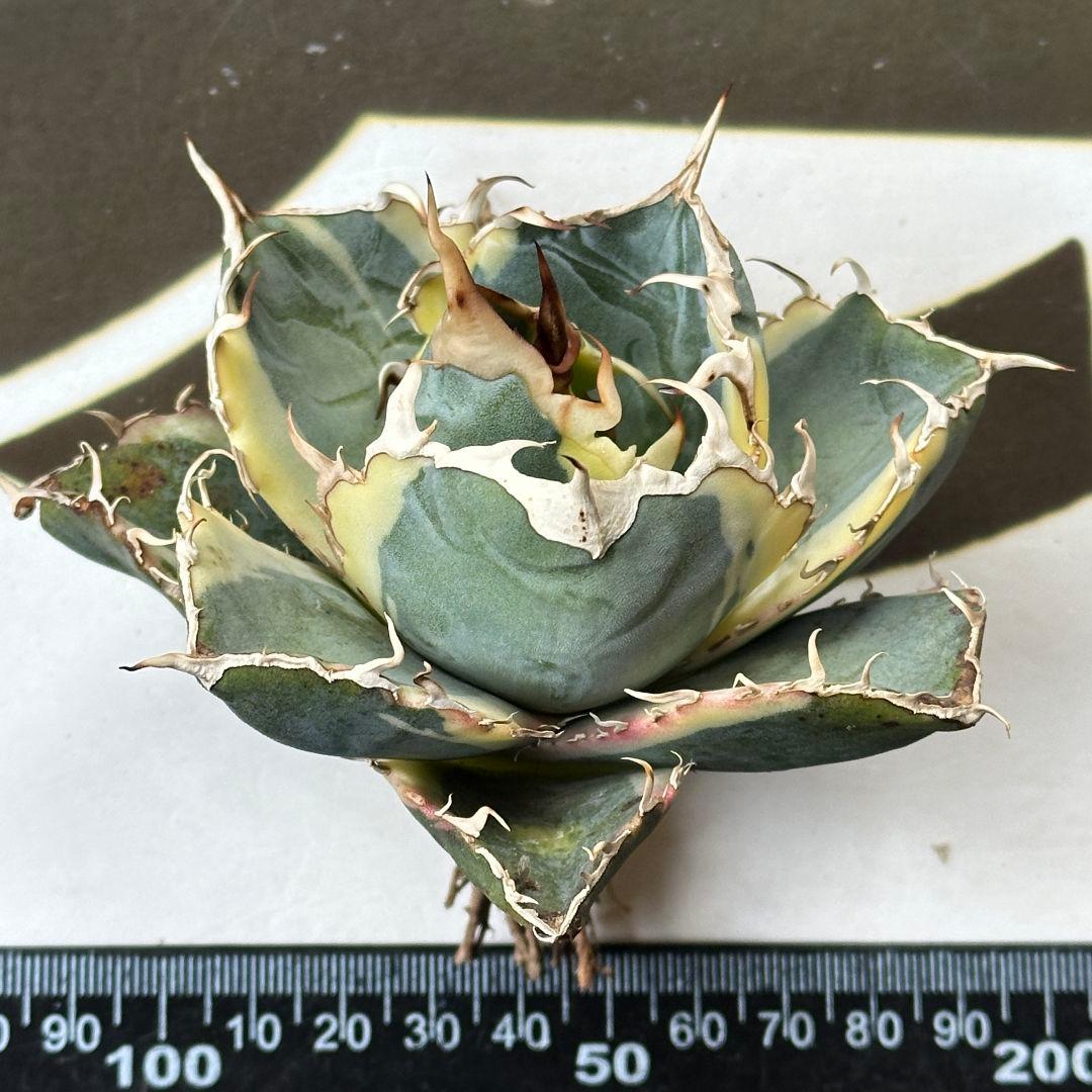 835【上澳園芸】 アガベ チタノタ 白鯨錦（永久斑） 覆輪斑 包葉型