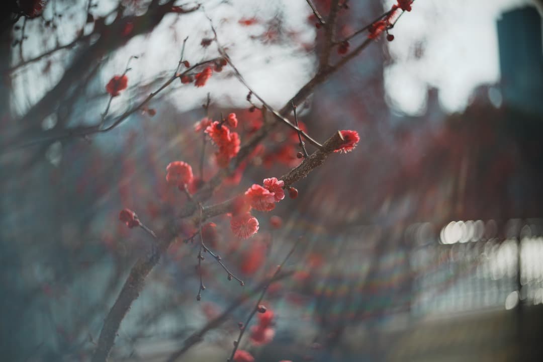 PO3-3M 50mm F2 ライカMマウント改造