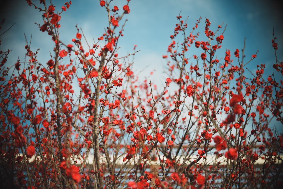 PO3-3M 50mm F2 ライカMマウント改造