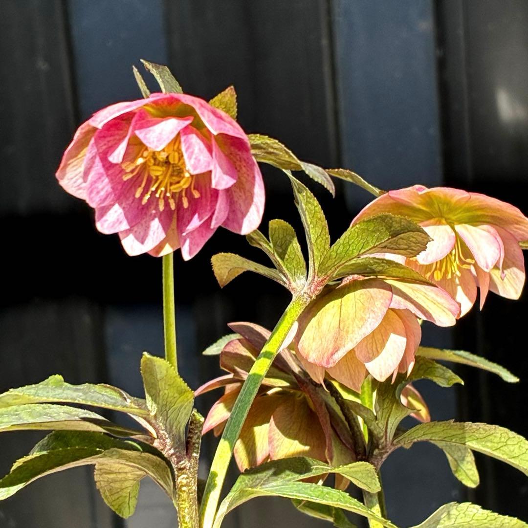 3799☘️希少☘️⭐️ボッコネイ交配⭐️コロコロ小輪⭐️芳香⭐️甘い爽やか香⭐️銅葉⭐️