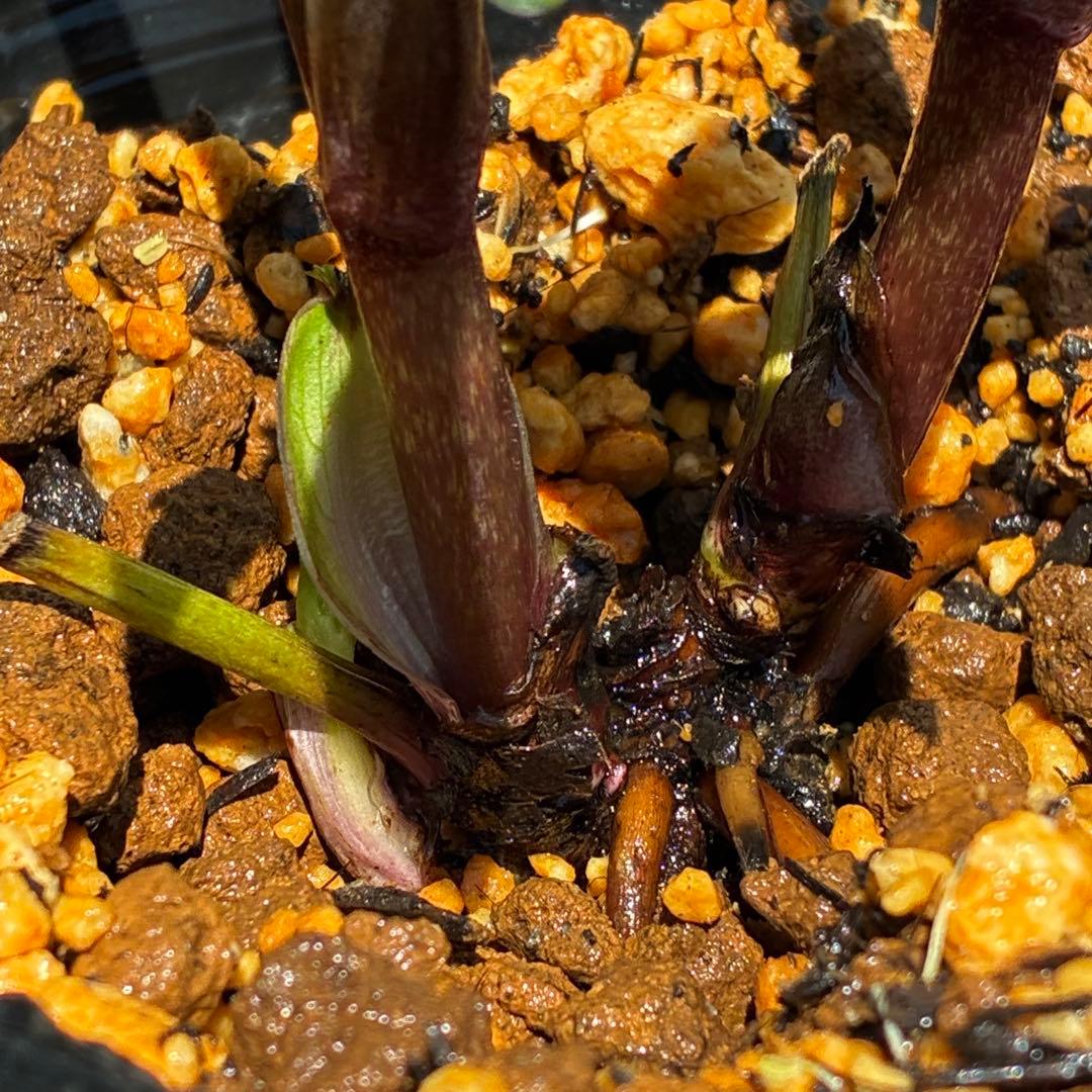 3799☘️希少☘️⭐️ボッコネイ交配⭐️コロコロ小輪⭐️芳香⭐️甘い爽やか香⭐️銅葉⭐️