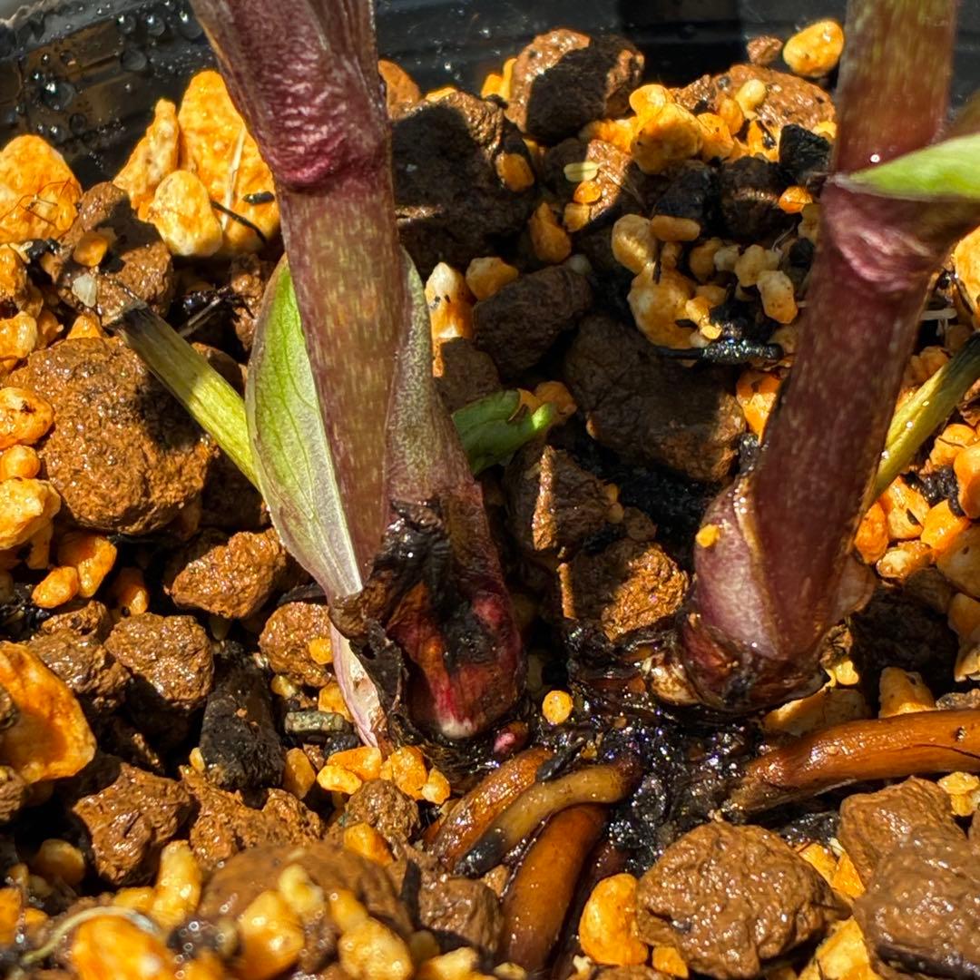 3799☘️希少☘️⭐️ボッコネイ交配⭐️コロコロ小輪⭐️芳香⭐️甘い爽やか香⭐️銅葉⭐️