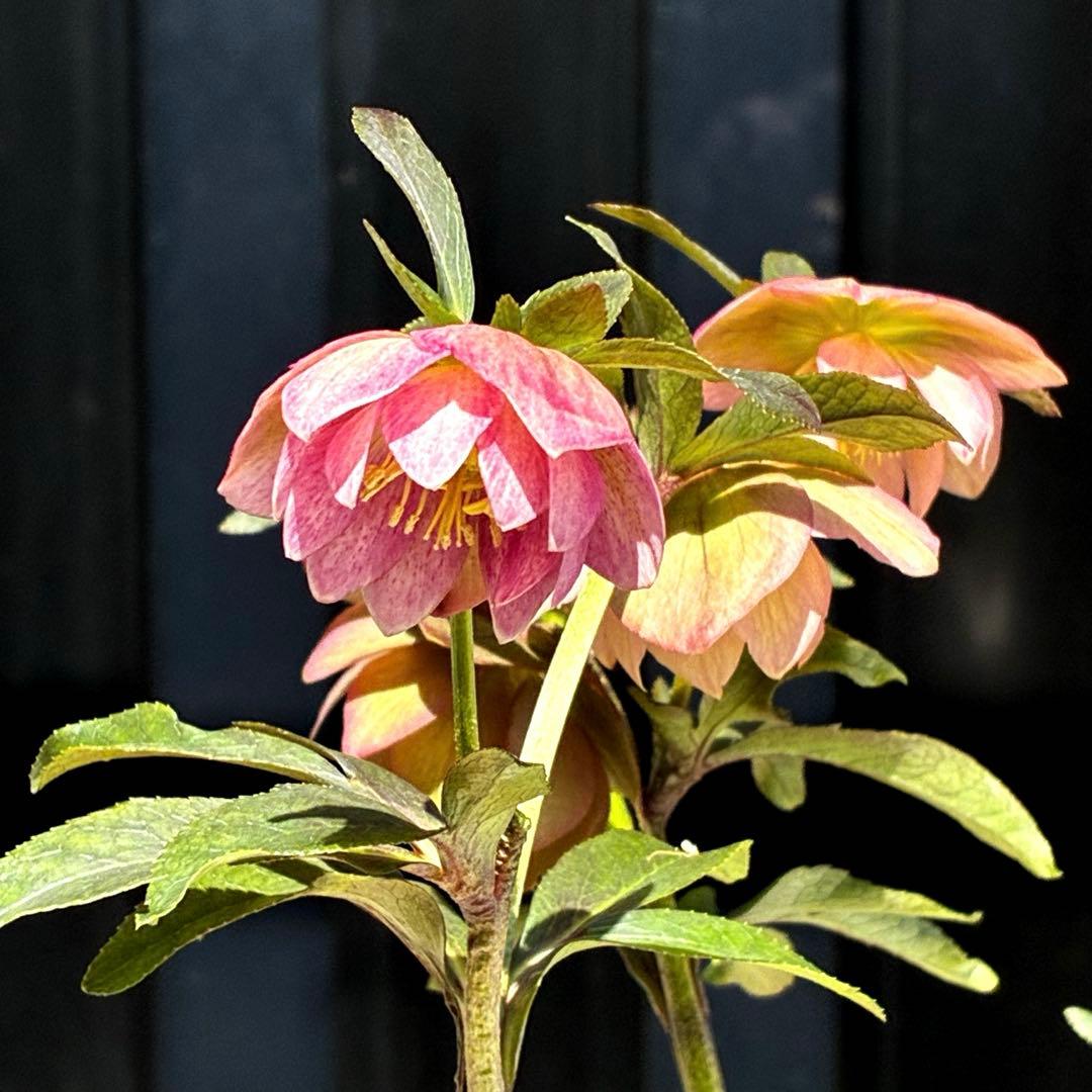 3799☘️希少☘️⭐️ボッコネイ交配⭐️コロコロ小輪⭐️芳香⭐️甘い爽やか香⭐️銅葉⭐️