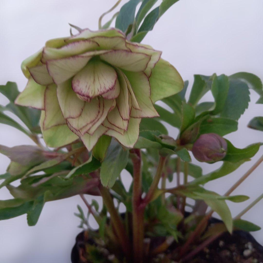 人気のグリーン系ピコティ♪クリスマスローズ、大苗、開花株