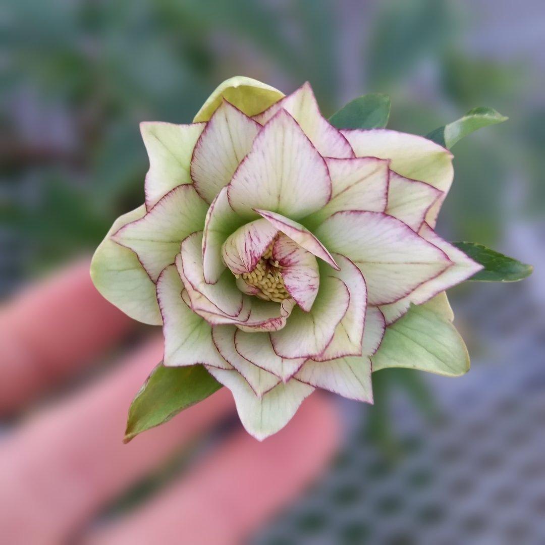 人気のグリーン系ピコティ♪クリスマスローズ、大苗、開花株