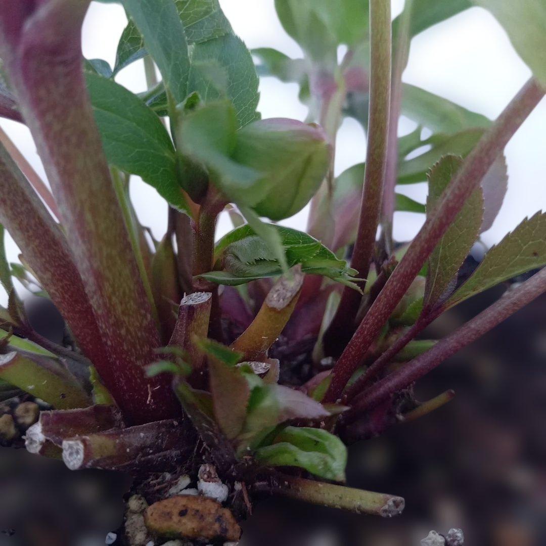 人気のグリーン系ピコティ♪クリスマスローズ、大苗、開花株