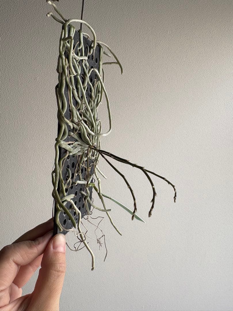 洋ラン 原種 キロキスタ ナコンパノメンシス ① 蘭