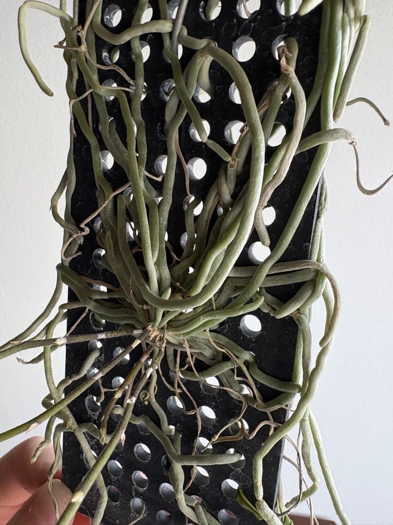 洋ラン 原種 キロキスタ ナコンパノメンシス ① 蘭