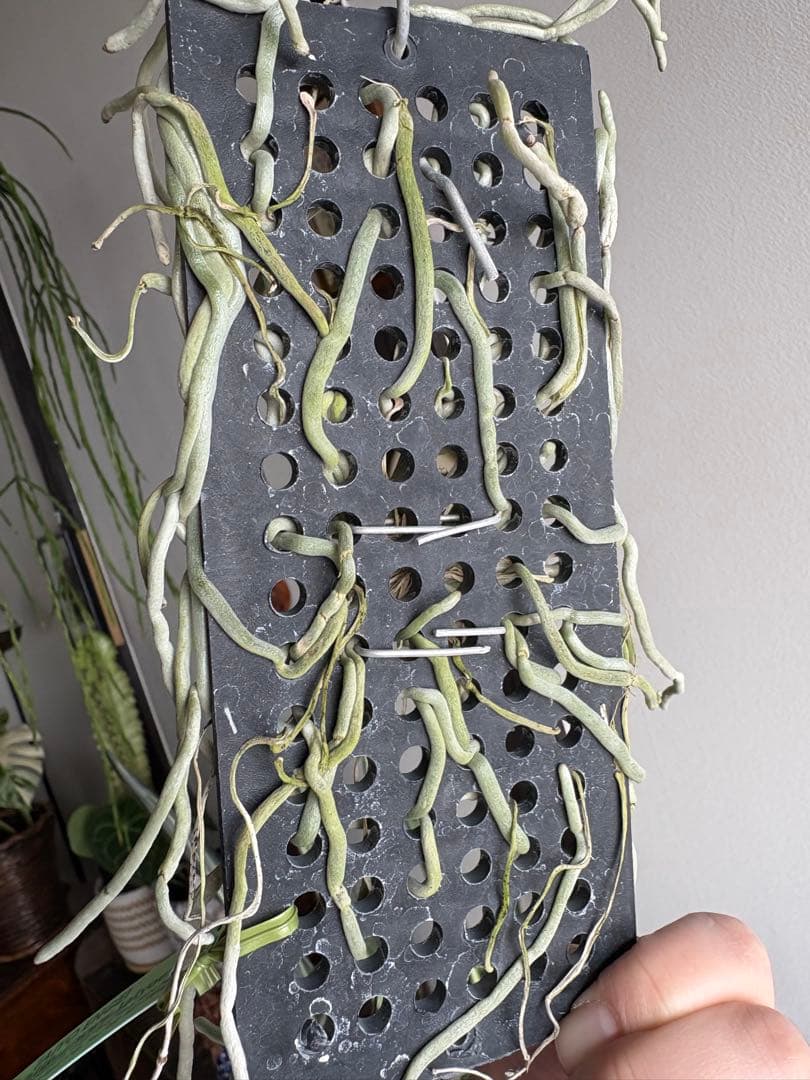 洋ラン 原種 キロキスタ ナコンパノメンシス ① 蘭