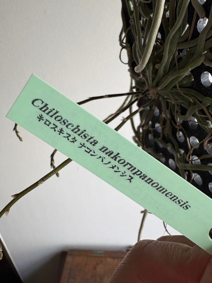 洋ラン 原種 キロキスタ ナコンパノメンシス ① 蘭