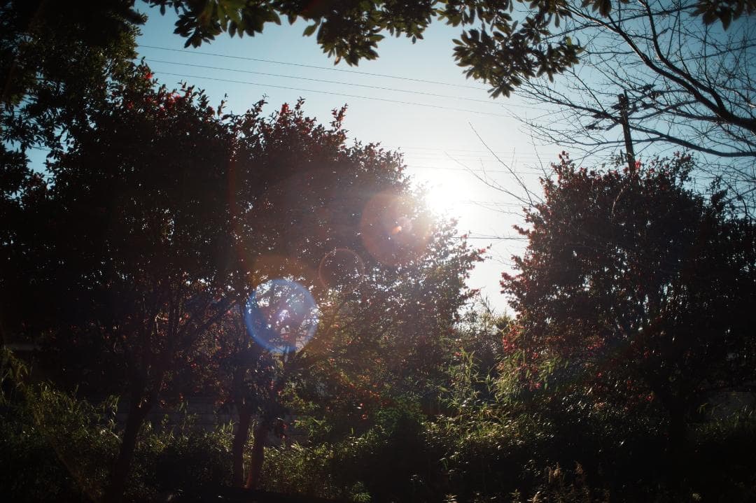 【整備＆テスト】オリンパス Zuiko auto-w 24mm F2.8 301