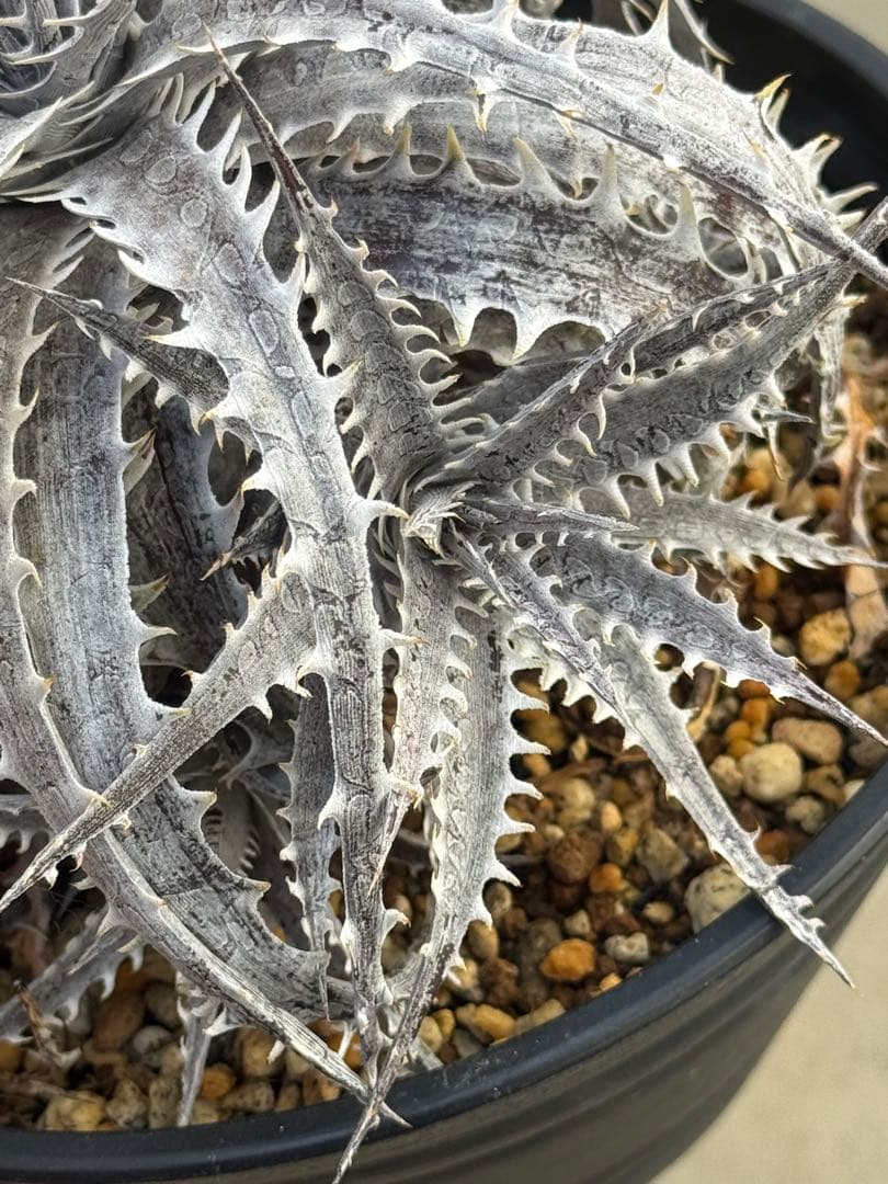 Dyckia Redwing & goehringii ‘Mini’ 子株セット
