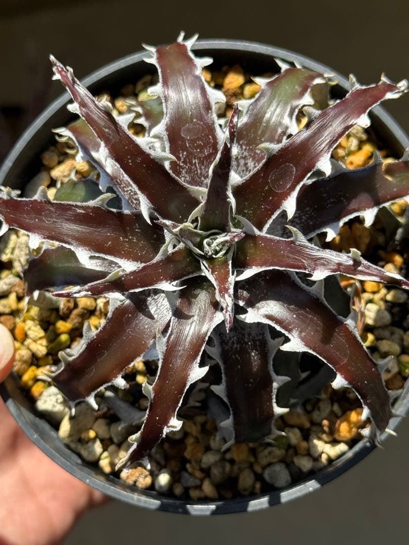 Dyckia Redwing & goehringii ‘Mini’ 子株セット