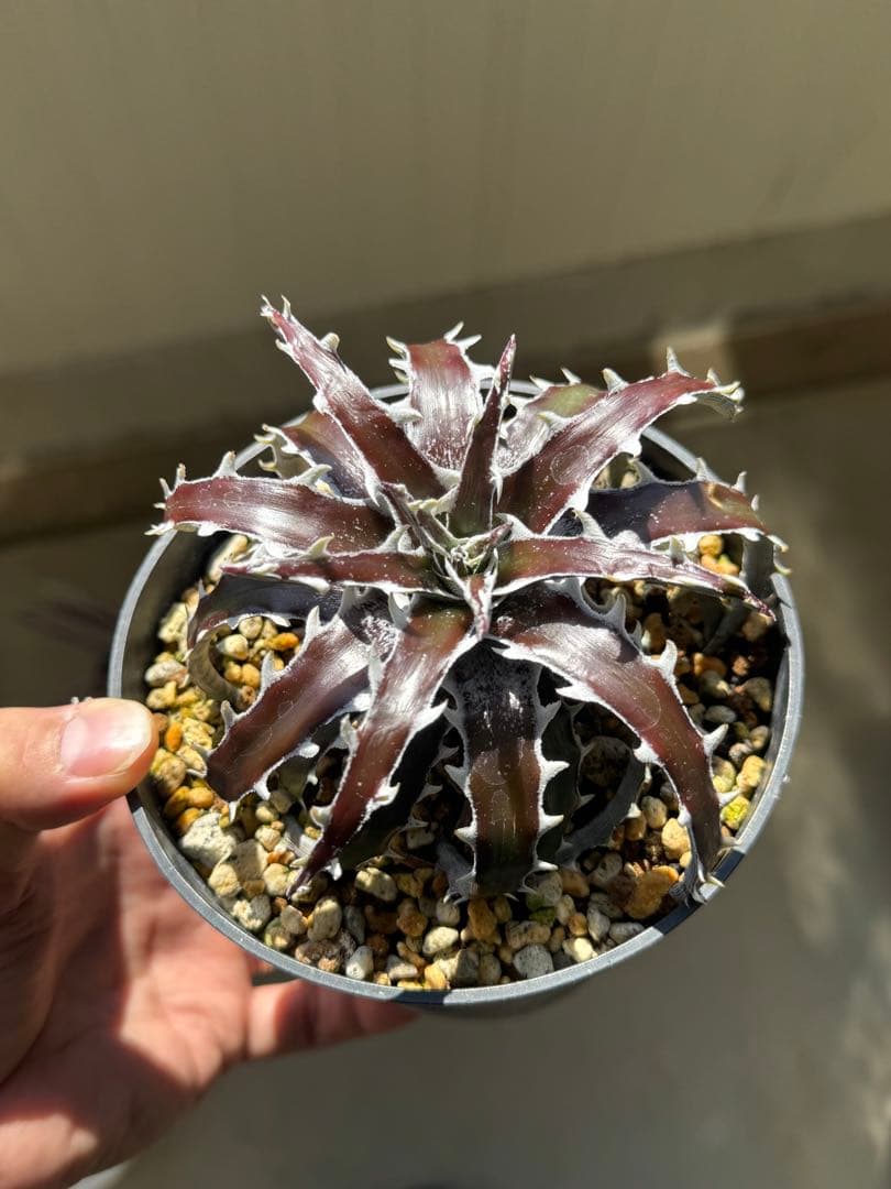 Dyckia Redwing & goehringii ‘Mini’ 子株セット