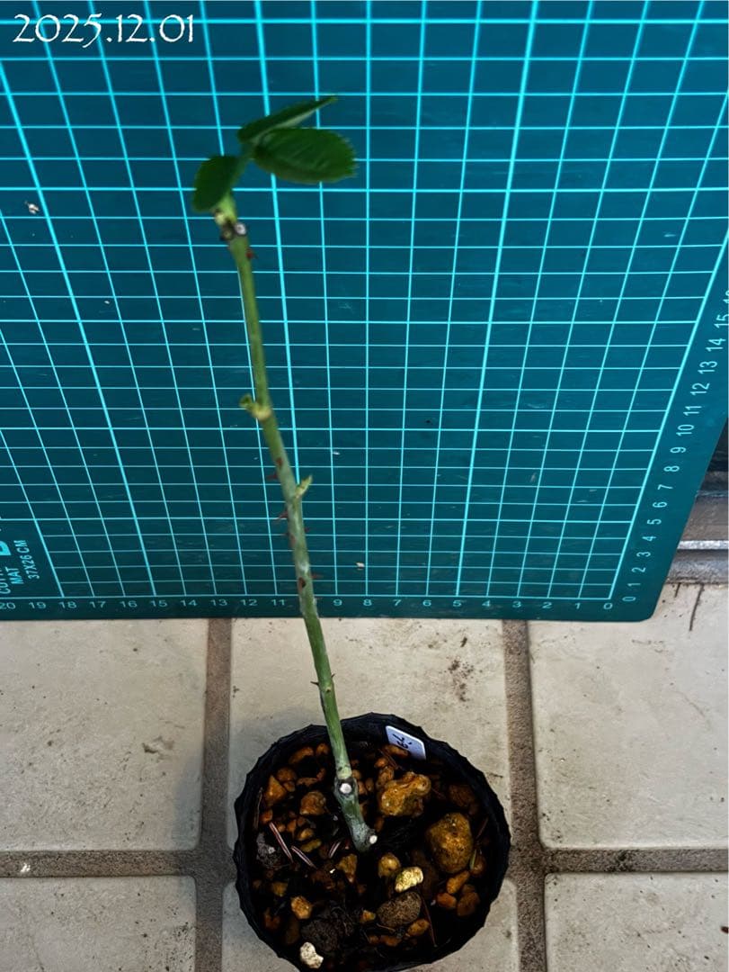 【バラ挿木苗】ぷっちんさま専用おまとめご確認ページ