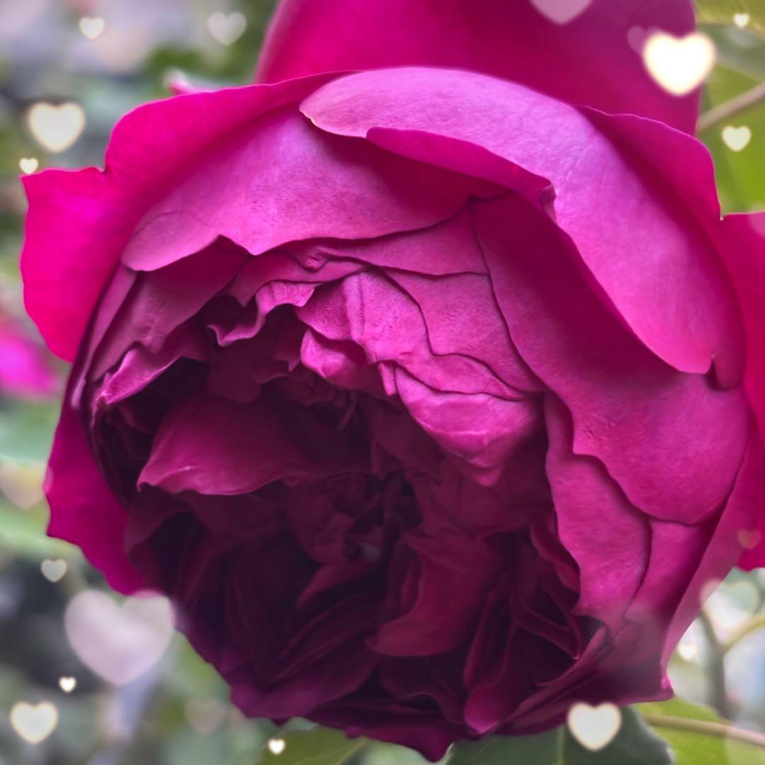 【バラ挿木苗】ぷっちんさま専用おまとめご確認ページ