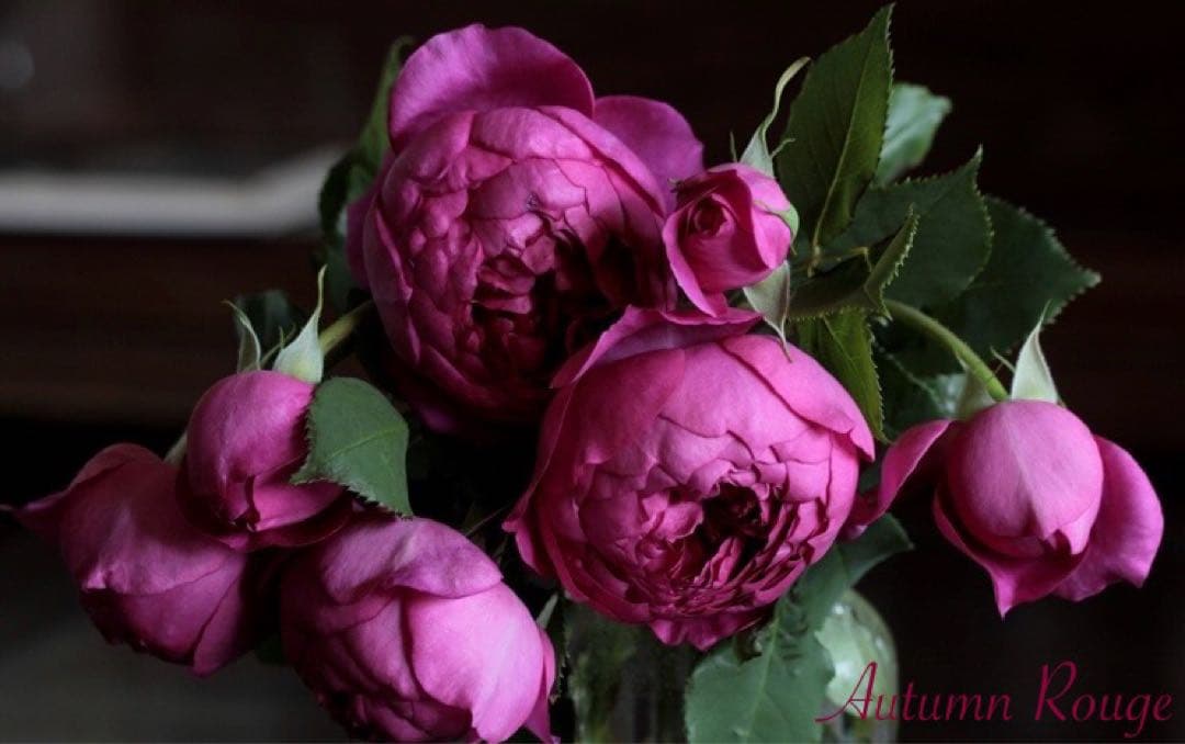 【バラ挿木苗】ぷっちんさま専用おまとめご確認ページ