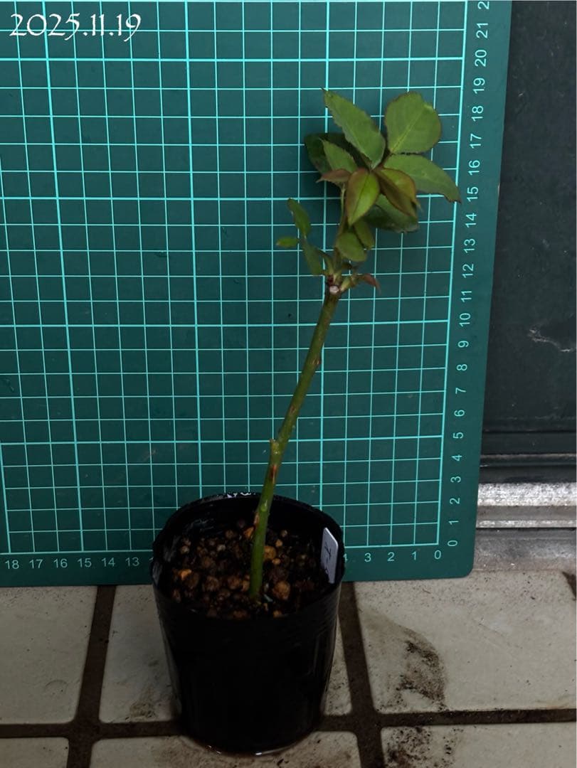 【バラ挿木苗】ぷっちんさま専用おまとめご確認ページ