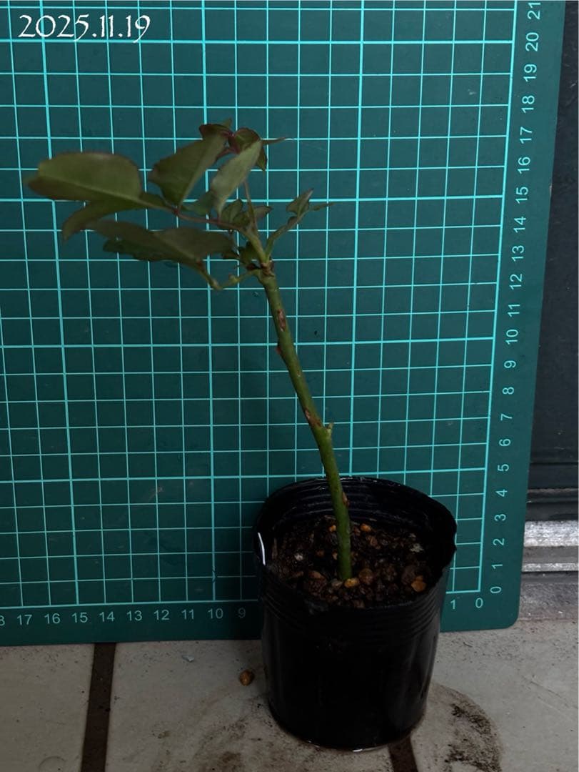 【バラ挿木苗】ぷっちんさま専用おまとめご確認ページ