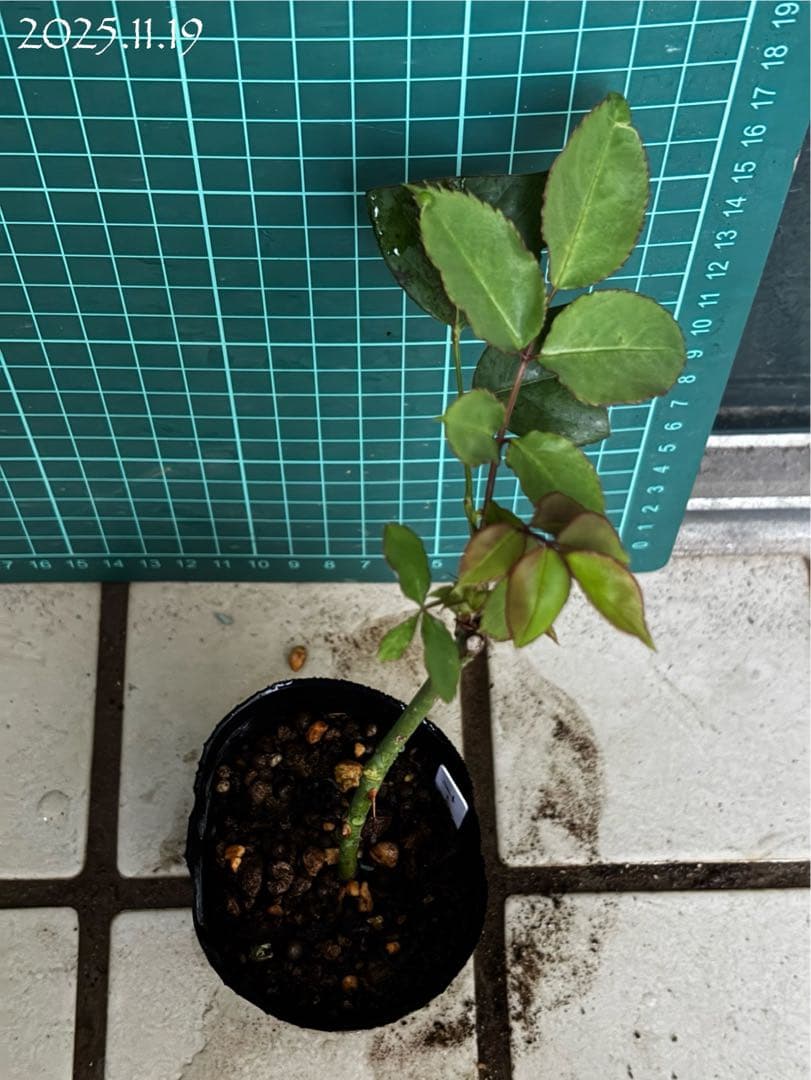 【バラ挿木苗】ぷっちんさま専用おまとめご確認ページ