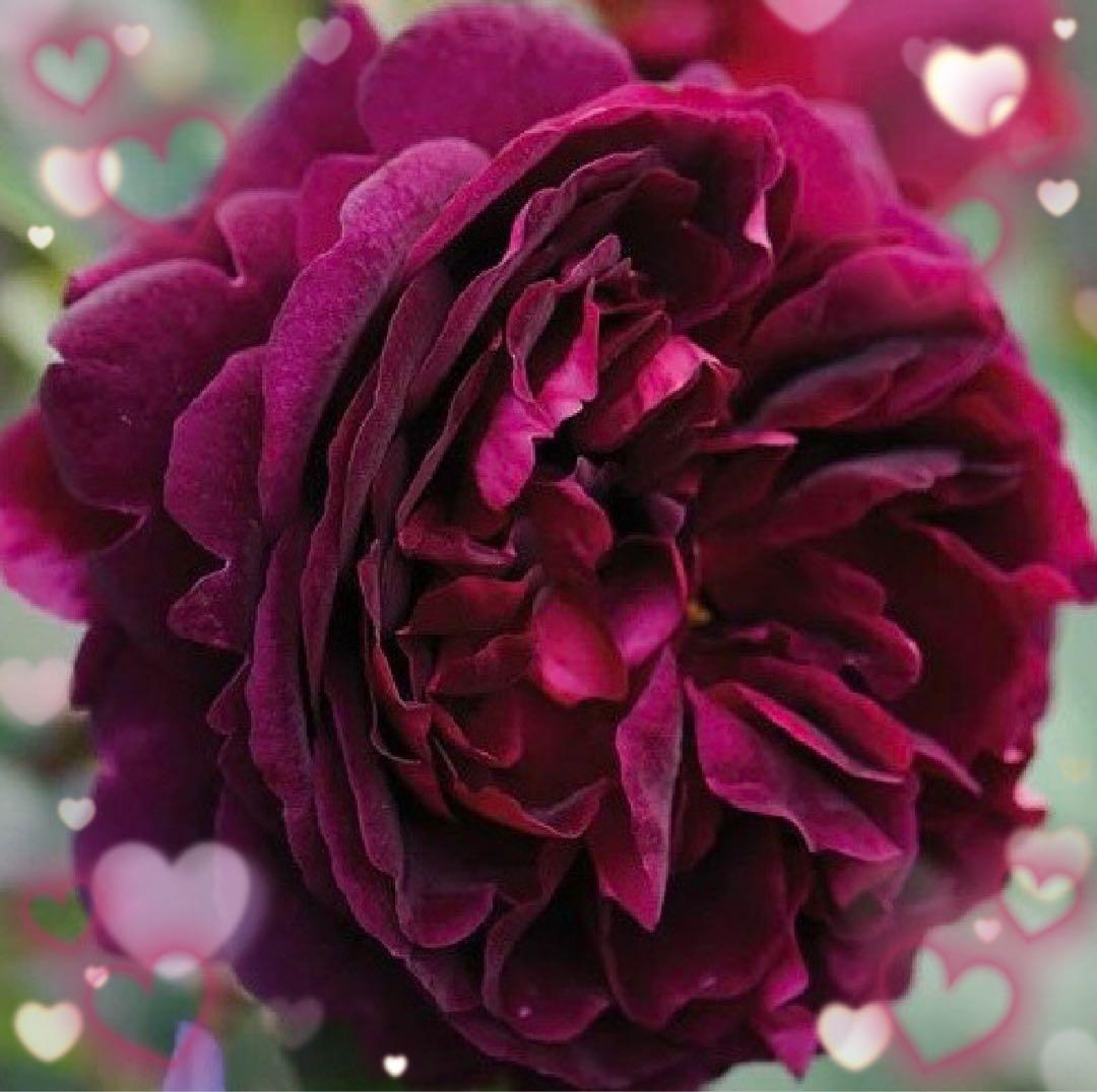 【バラ挿木苗】ぷっちんさま専用おまとめご確認ページ