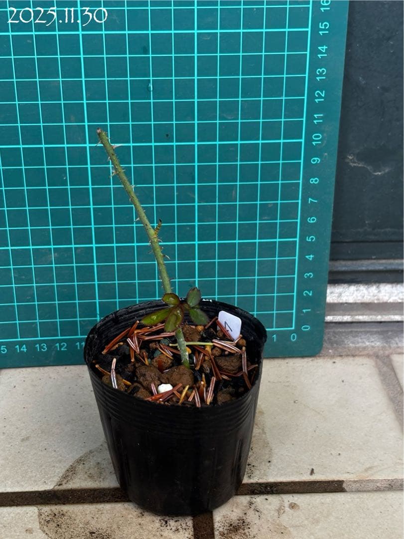 【バラ挿木苗】ぷっちんさま専用おまとめご確認ページ