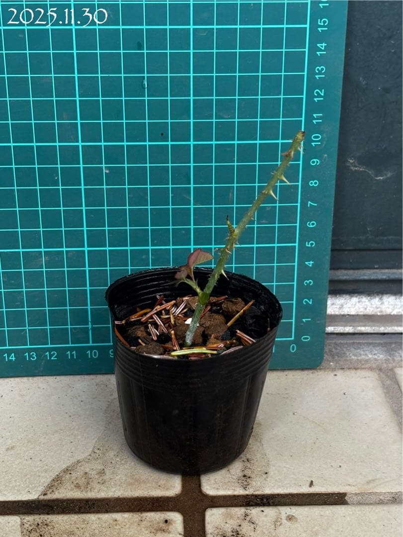 【バラ挿木苗】ぷっちんさま専用おまとめご確認ページ