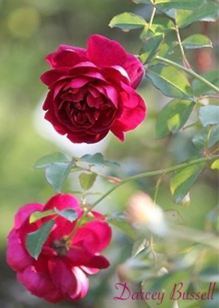 【バラ挿木苗】ぷっちんさま専用おまとめご確認ページ