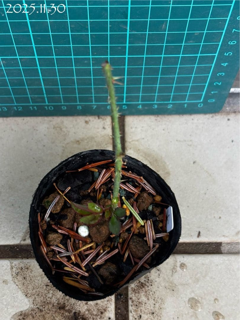 【バラ挿木苗】ぷっちんさま専用おまとめご確認ページ