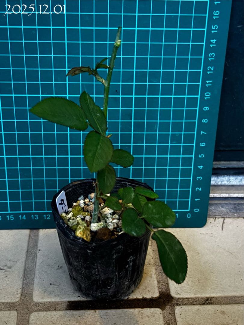 【バラ挿木苗】ぷっちんさま専用おまとめご確認ページ