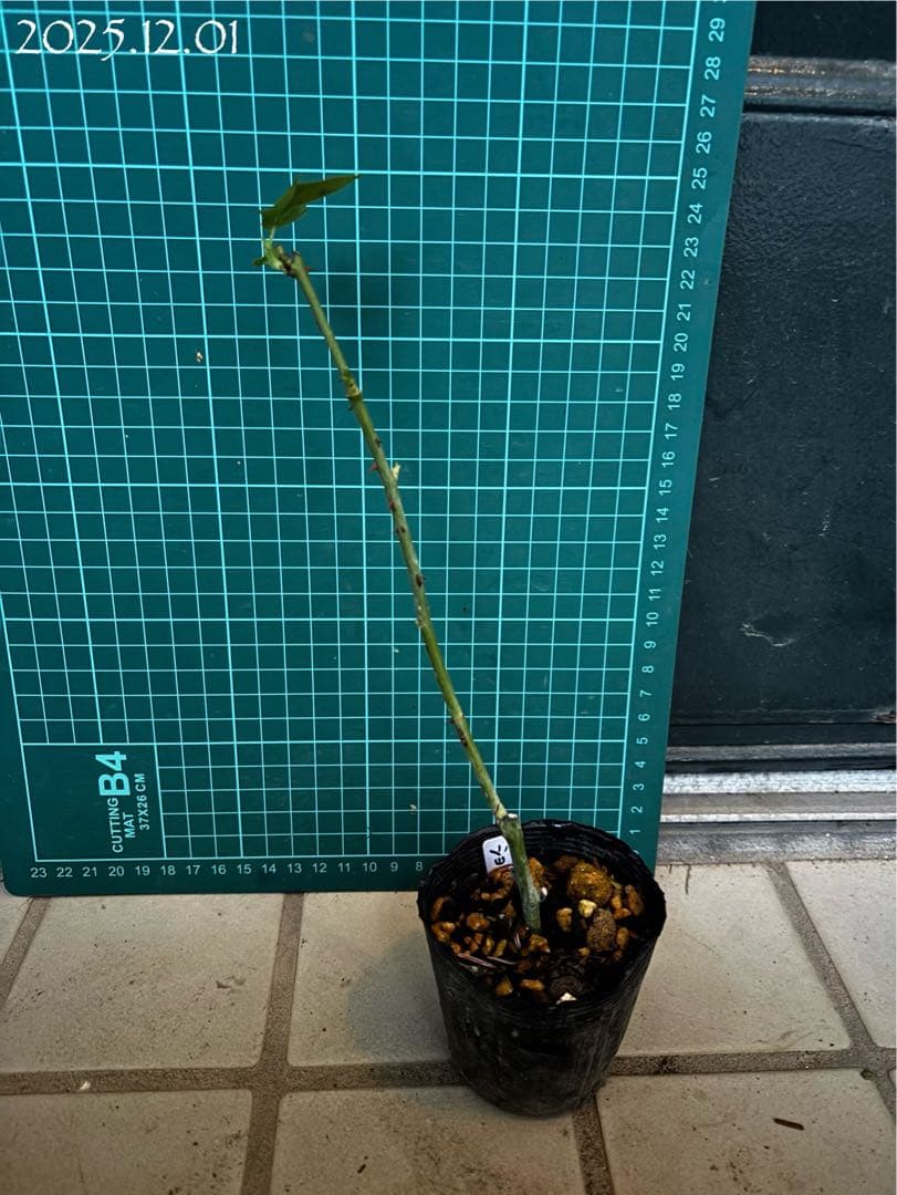 【バラ挿木苗】ぷっちんさま専用おまとめご確認ページ