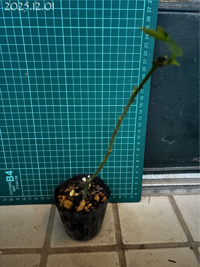 【バラ挿木苗】ぷっちんさま専用おまとめご確認ページ