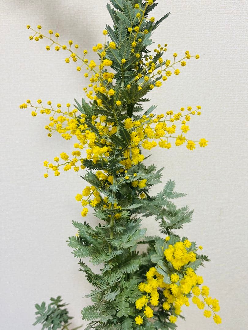 花付き　ミモザ　アカシア　苗　現物
