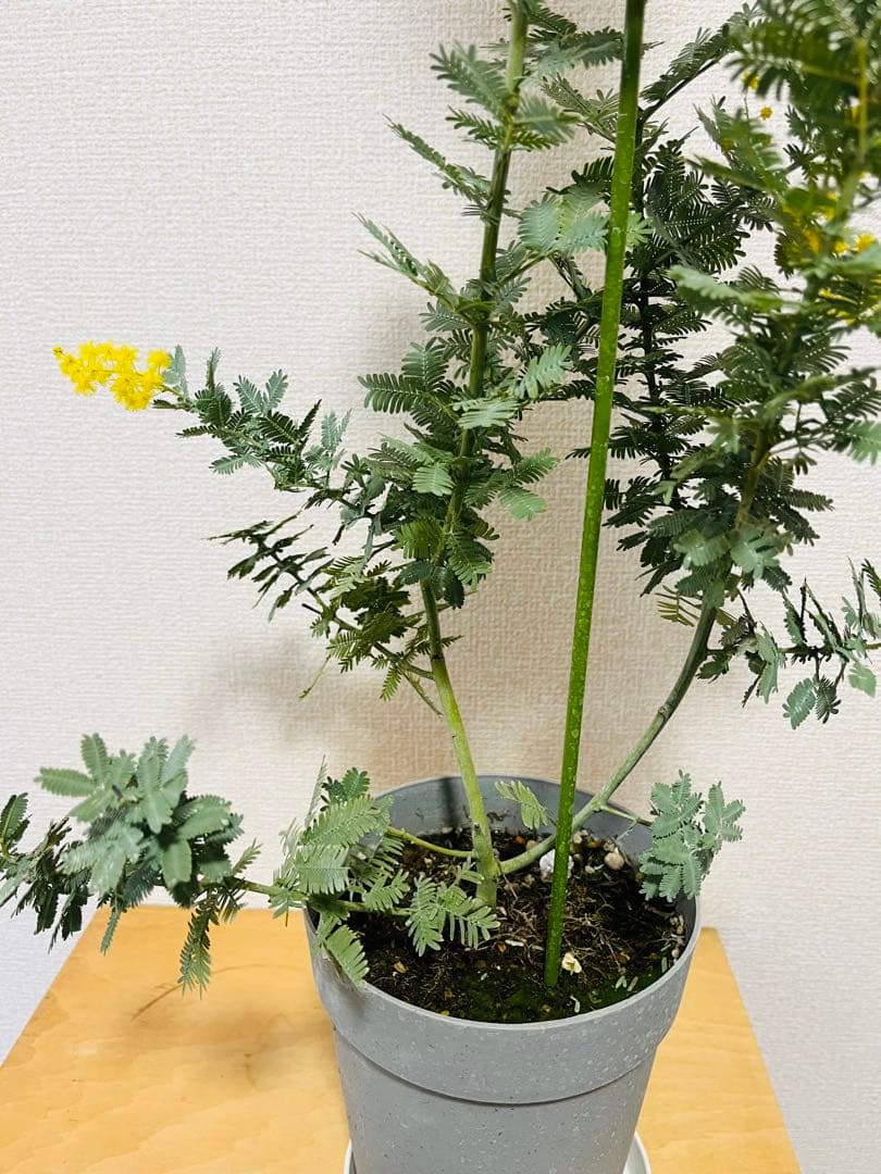 花付き　ミモザ　アカシア　苗　現物