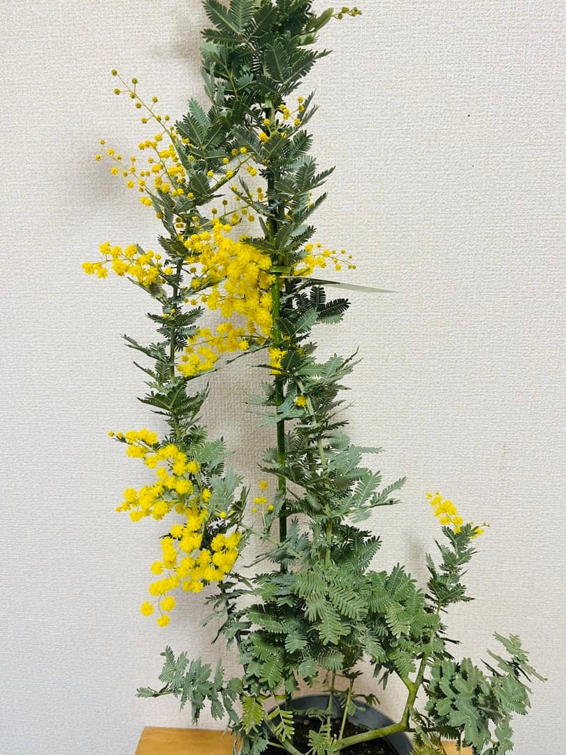 花付き　ミモザ　アカシア　苗　現物