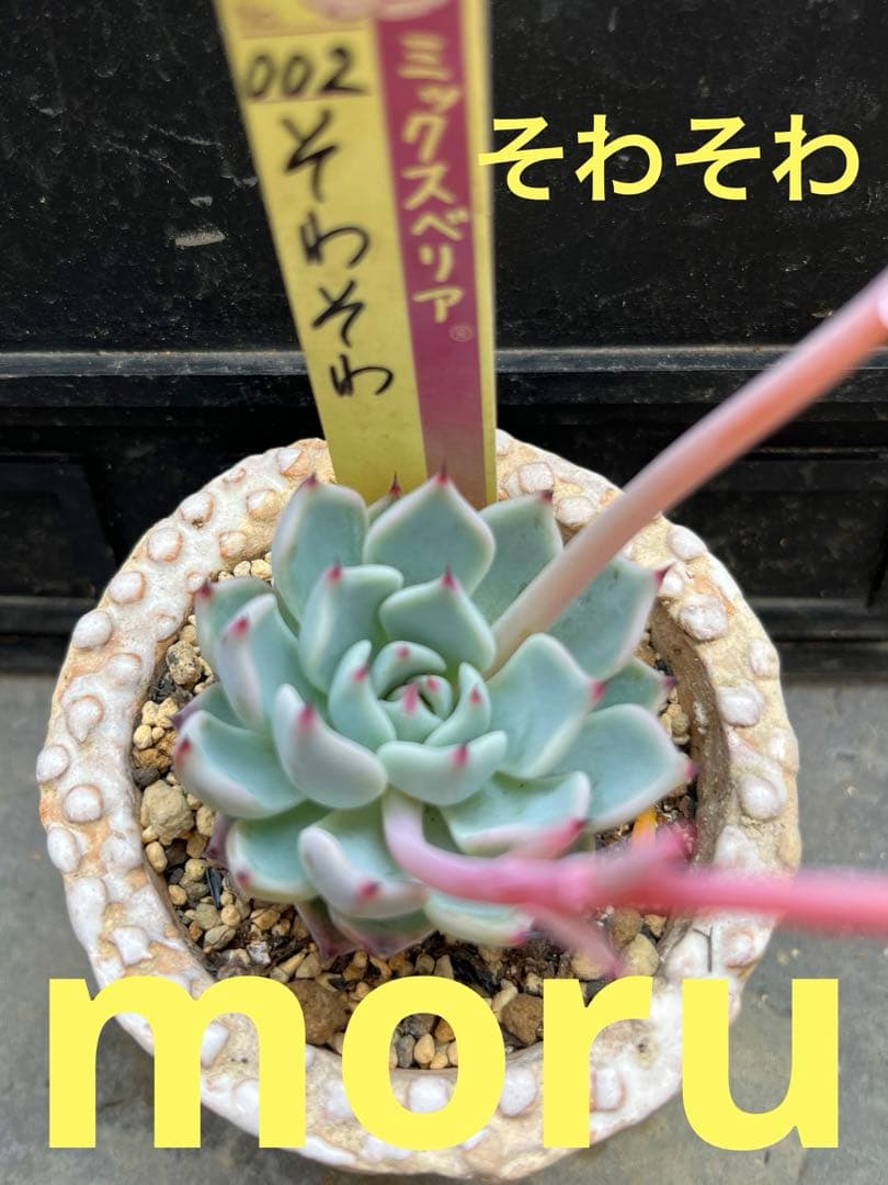 K*♡様 2025実生苗セットe 4センチポット