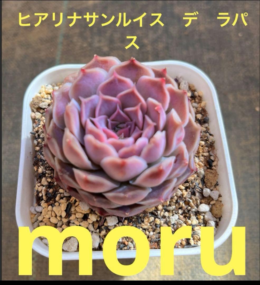 K*♡様 2025実生苗セットe 4センチポット