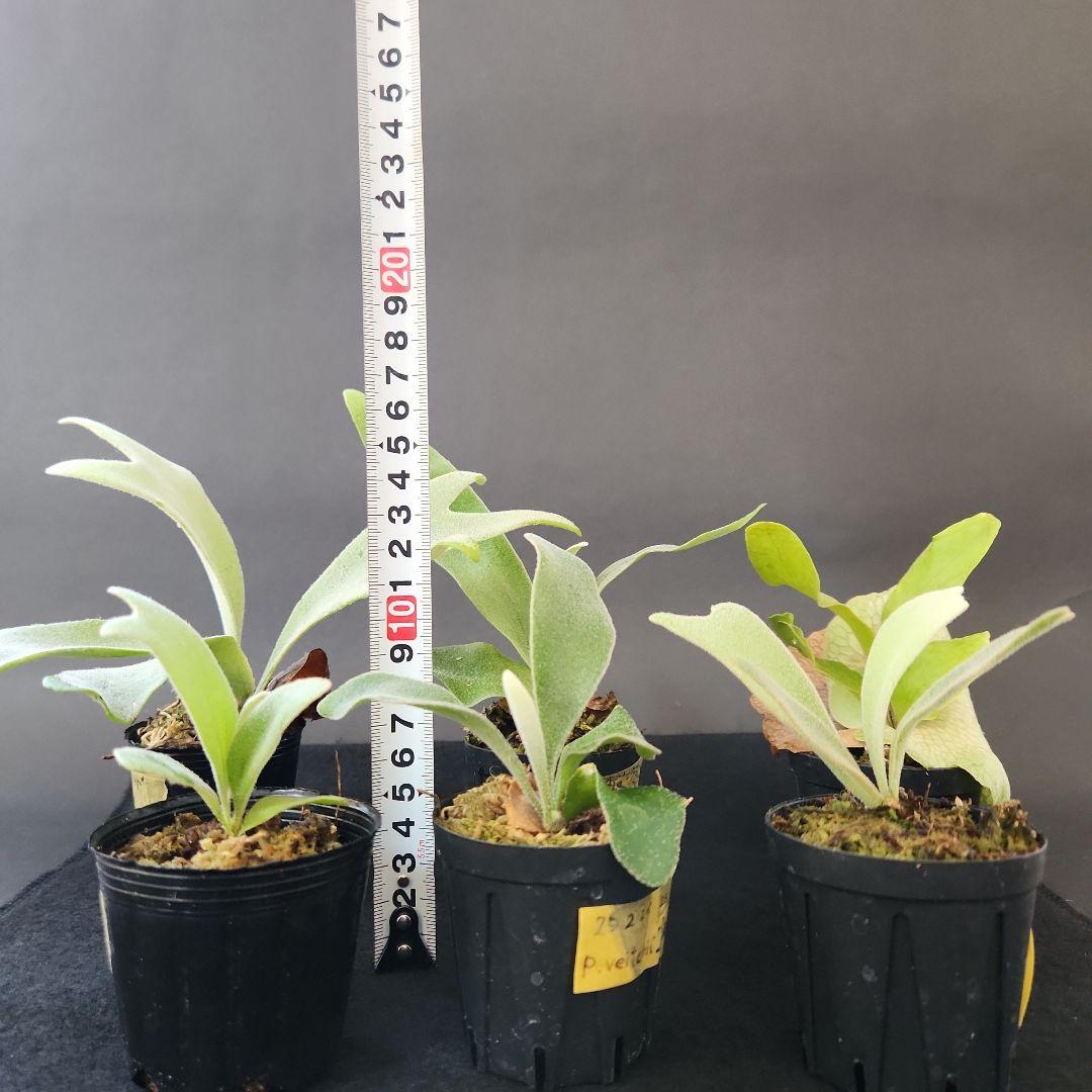 6株セットホワイトギズモ 月光爪哇 サンサイビューテー ベイチー他 ビカクシダ①