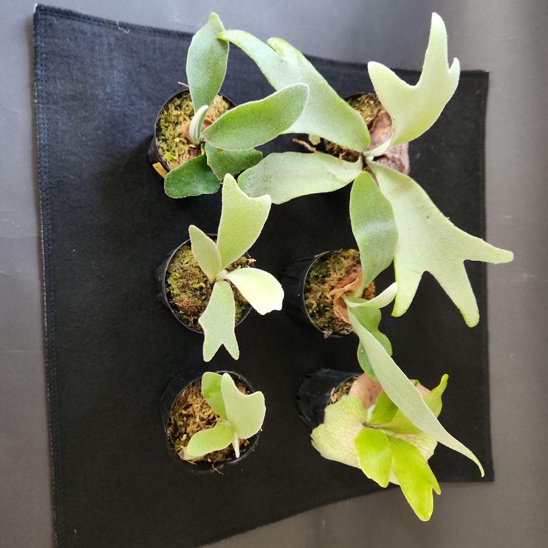 6株セットホワイトギズモ 月光爪哇 サンサイビューテー ベイチー他 ビカクシダ①