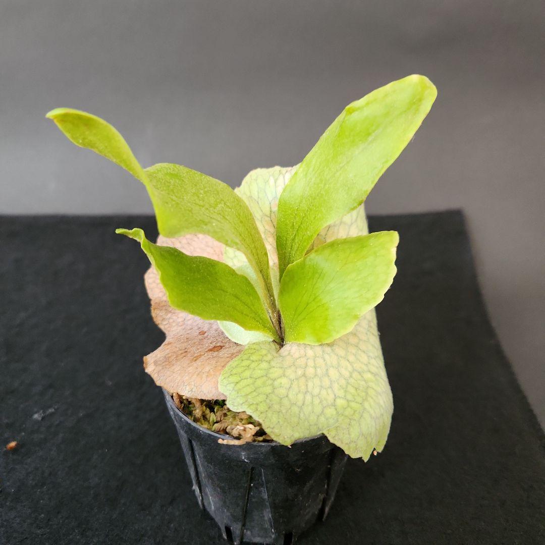 6株セットホワイトギズモ 月光爪哇 サンサイビューテー ベイチー他 ビカクシダ①